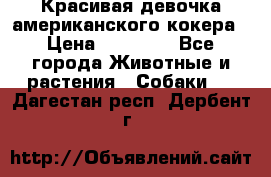 Красивая девочка американского кокера › Цена ­ 35 000 - Все города Животные и растения » Собаки   . Дагестан респ.,Дербент г.